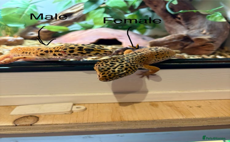 Leopard Gecko reptiles Breeding leopard gecko pair  - Advert 2