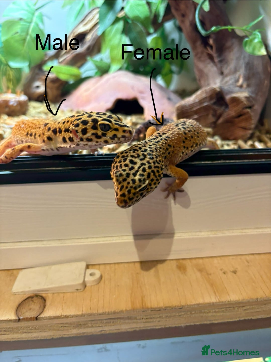 Leopard Gecko reptiles for sale: Breeding leopard gecko pair  - Advert 1