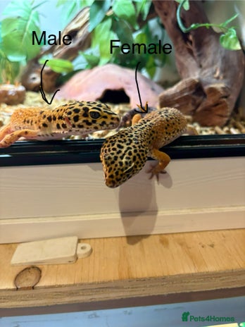 Leopard Gecko reptiles Breeding leopard gecko pair - Advert 2