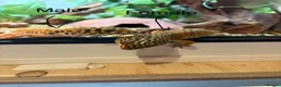 Leopard Gecko reptiles for sale: Breeding leopard gecko pair  - Advert 1
