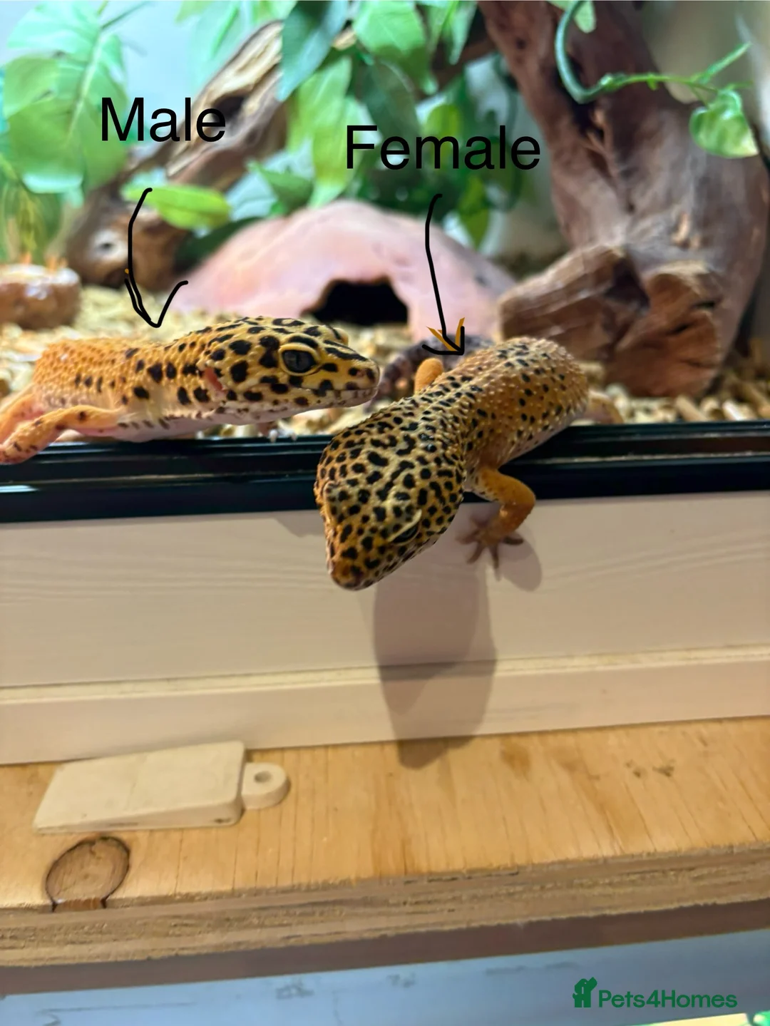 Leopard Gecko reptiles for sale: Breeding leopard gecko pair  - Advert 1