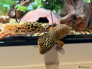 Leopard Gecko reptiles Breeding leopard gecko pair - Advert 15