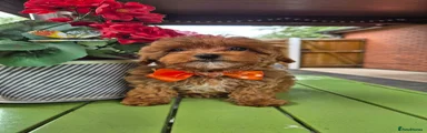 Maltipoo 1