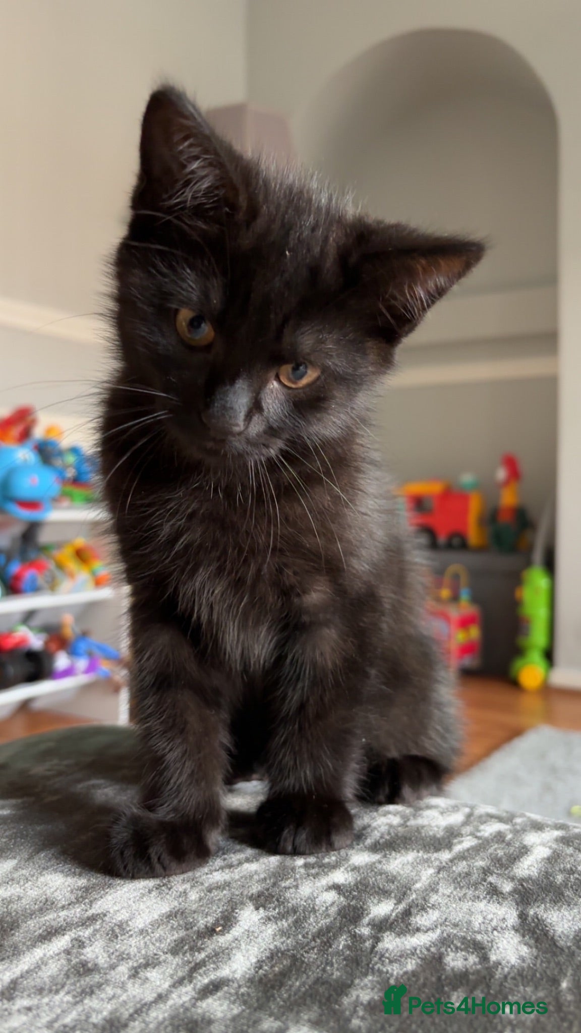 Mixed Breed cats Beautiful black male kitten  - Advert 1