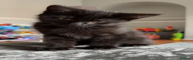 Beautiful black kitten