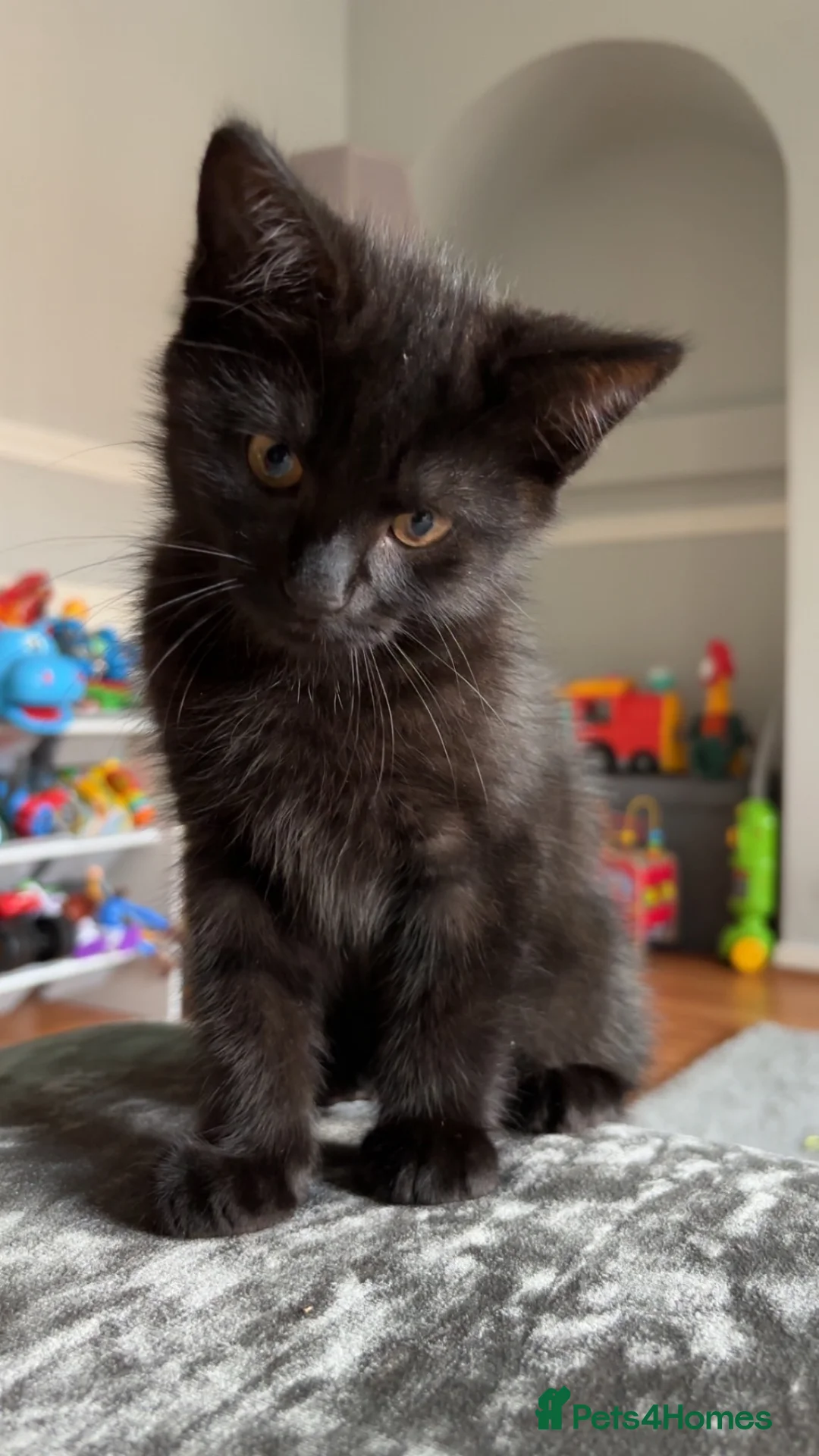 Mixed Breed cats for sale: Beautiful black male kitten  - Advert 1