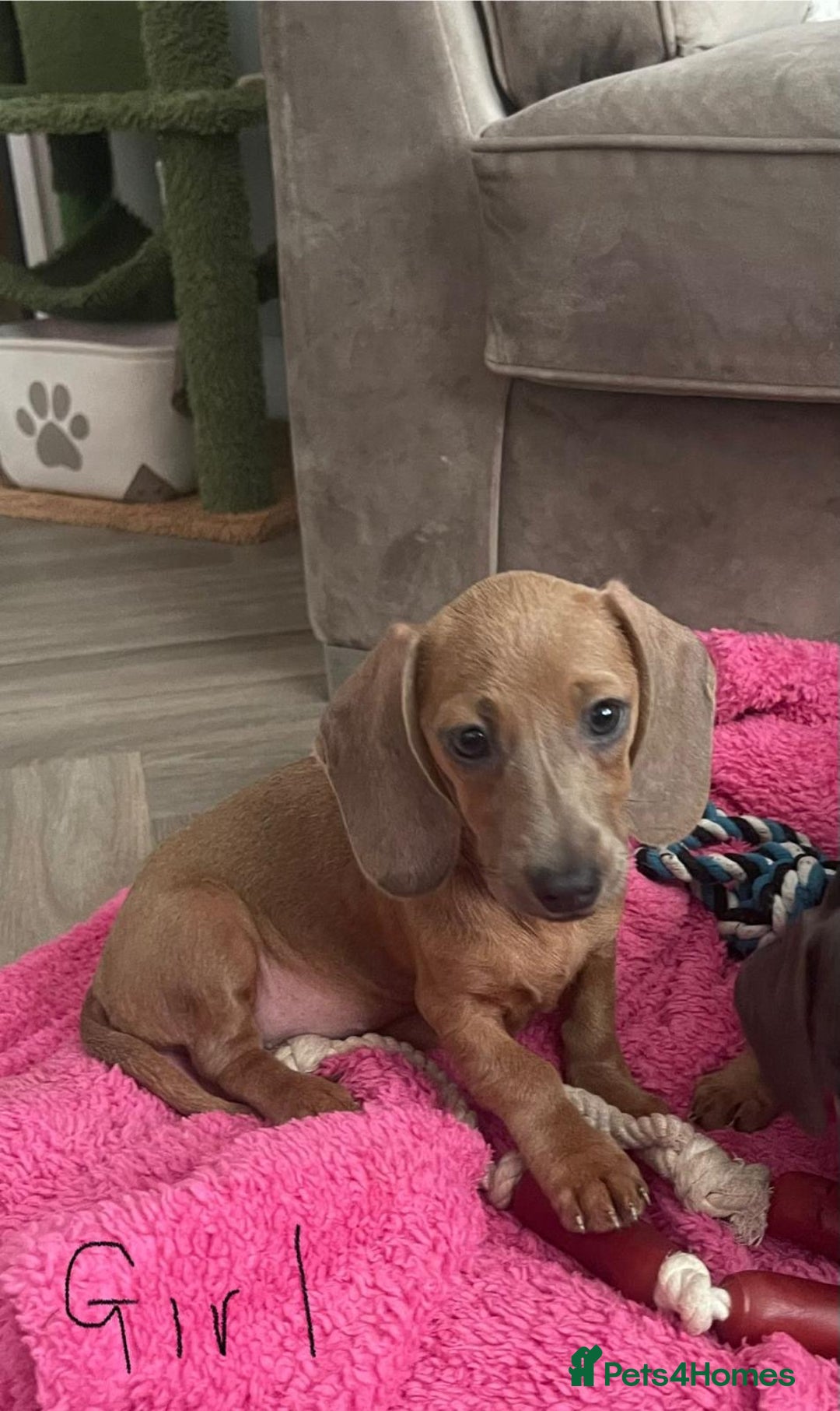 Miniature Dachshund dogs for sale: Little miniature dachshund  - Advert 15