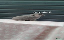Mini Lop rabbits for sale: Gorgeous mini lop rabbits  - Image 4