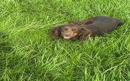Cocker Spaniel dogs for sale: Chocolate and tan  - Image 4