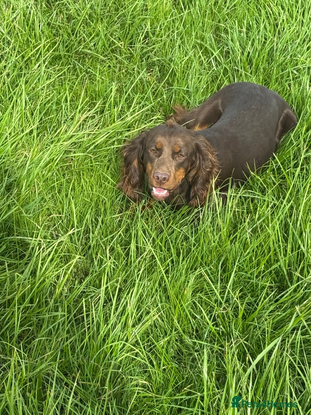 Cocker Spaniel dogs for sale: Chocolate and tan  - Image 4