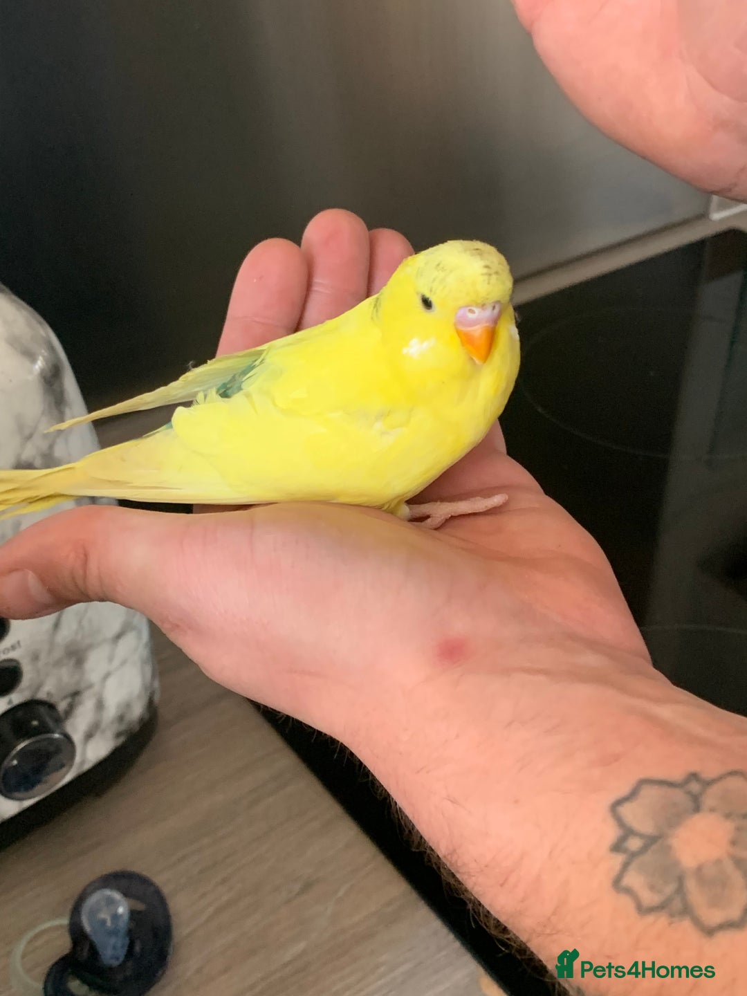 Budgerigars birds for sale: Hand reared hand tame baby budgies - Advert 11