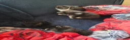 Mixed Breed cats for sale: Kittens for sale  in Gillingham - Advert 7