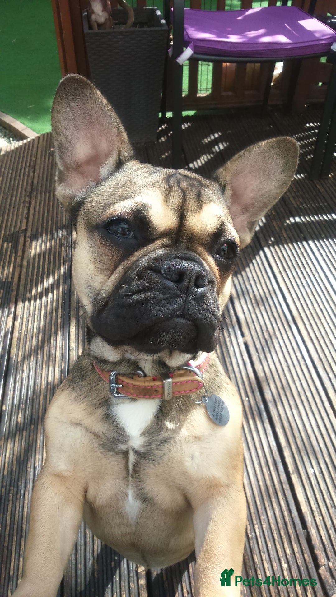 Mixed Breed dogs for sale: Chihuahua with a bit of French Bulldog puppies - Advert 22