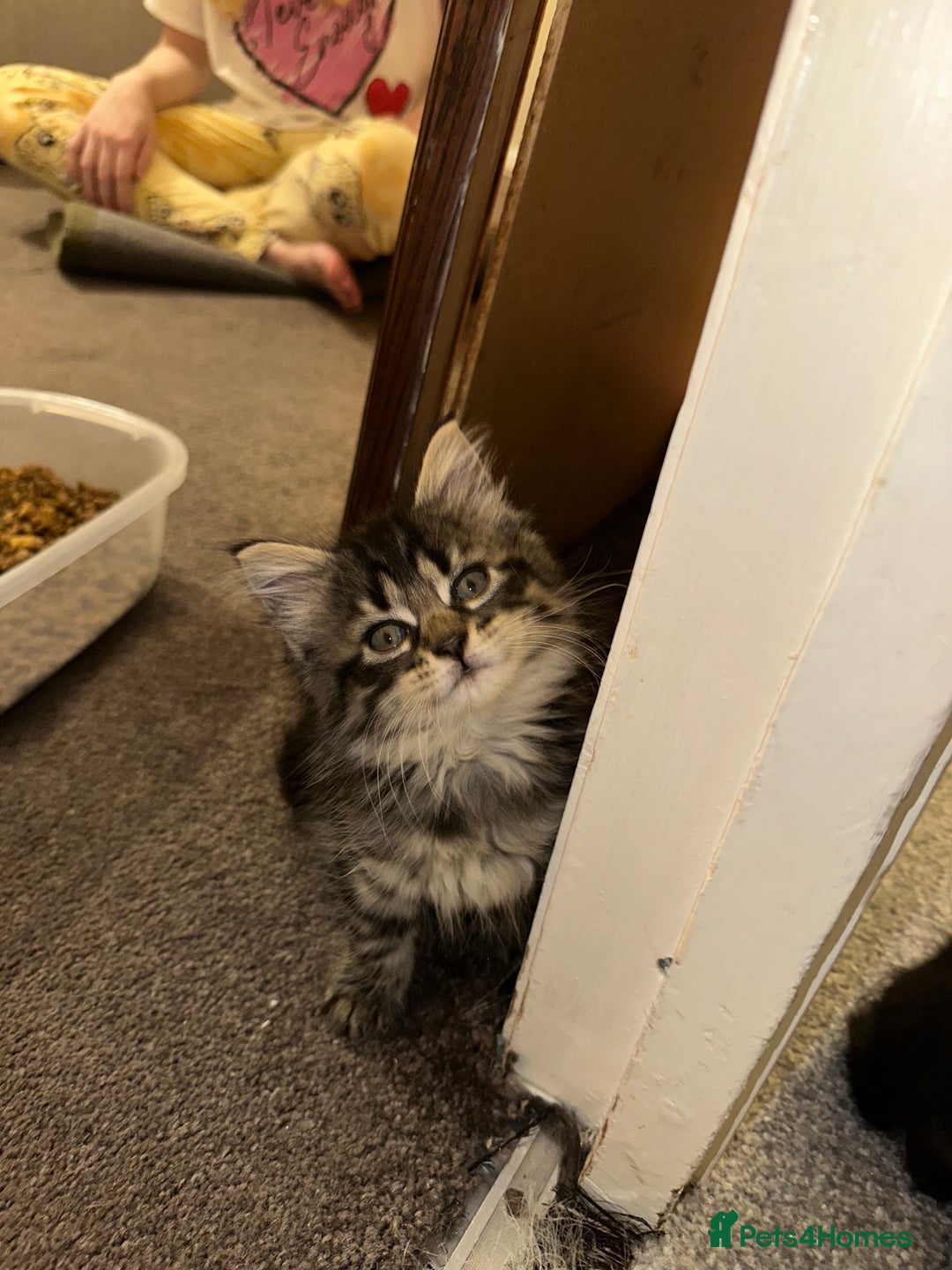 Mixed Breed cats for sale: Kittens for sale ready to go now   - Image 18