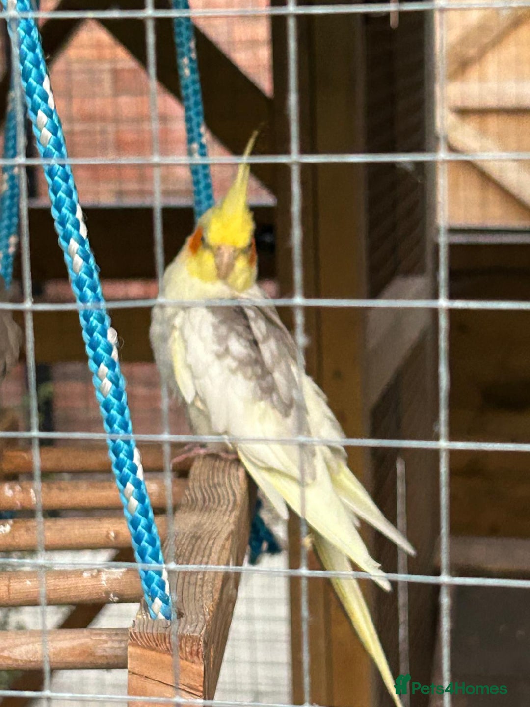 Cockatiels birds for sale: Breeding Pair of Cockatiels - Image 7