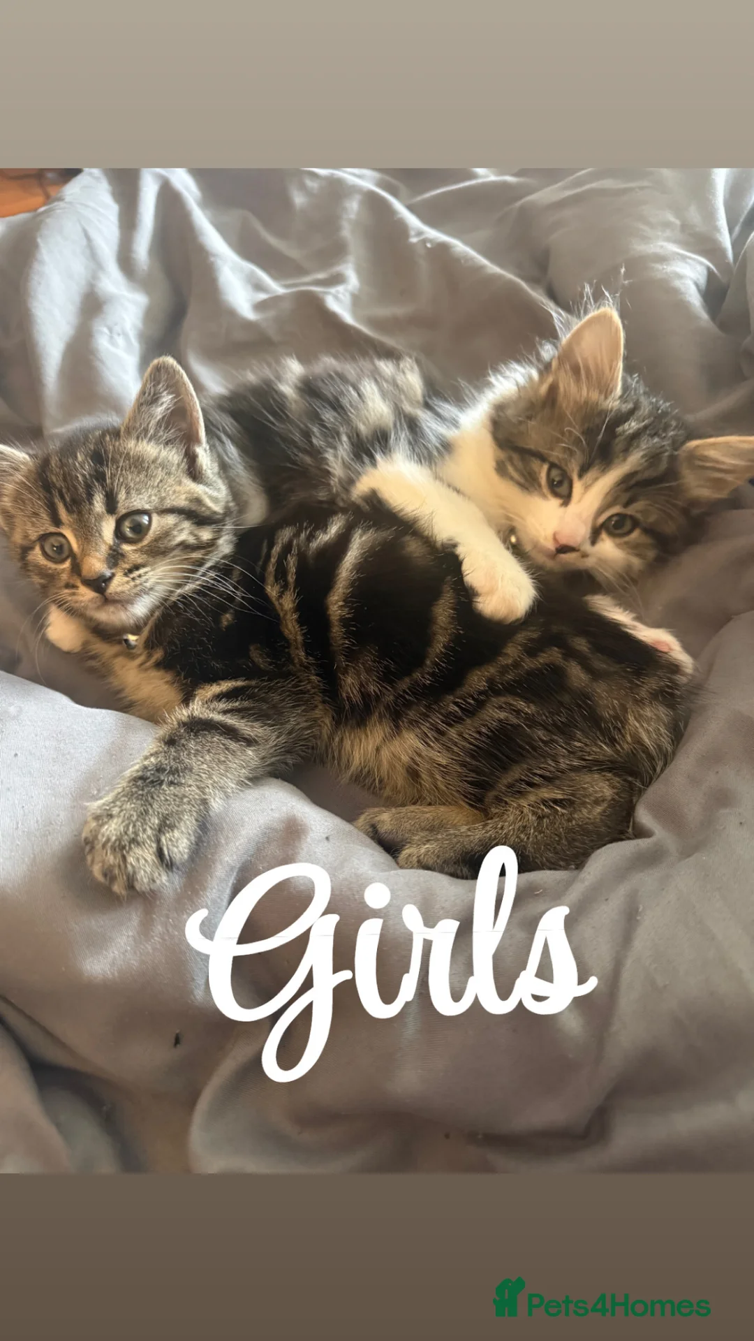 Mixed Breed cats for sale: 3 kittens £150 each  in Sunderland - Advert 1