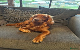 Cocker Spaniel dogs for stud: Working cocker spaniel stud  - Image 12