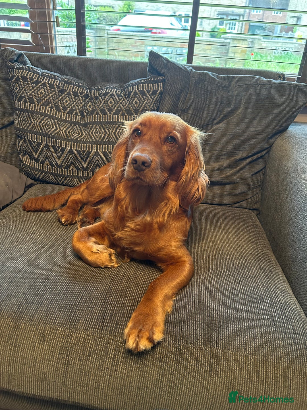 Cocker Spaniel dogs for stud: Working cocker spaniel stud  - Image 12