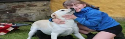 Goldador dogs for sale: Extensively Health tested, Chunky, Great with kids - Advert 16