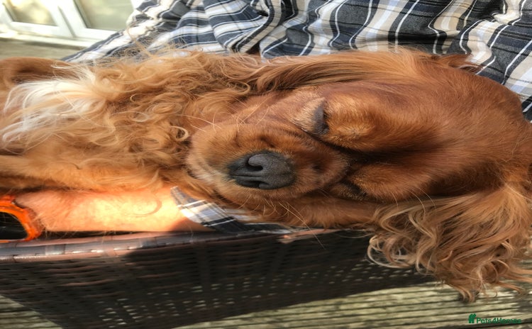 Cavapoo dogs - Advert 13