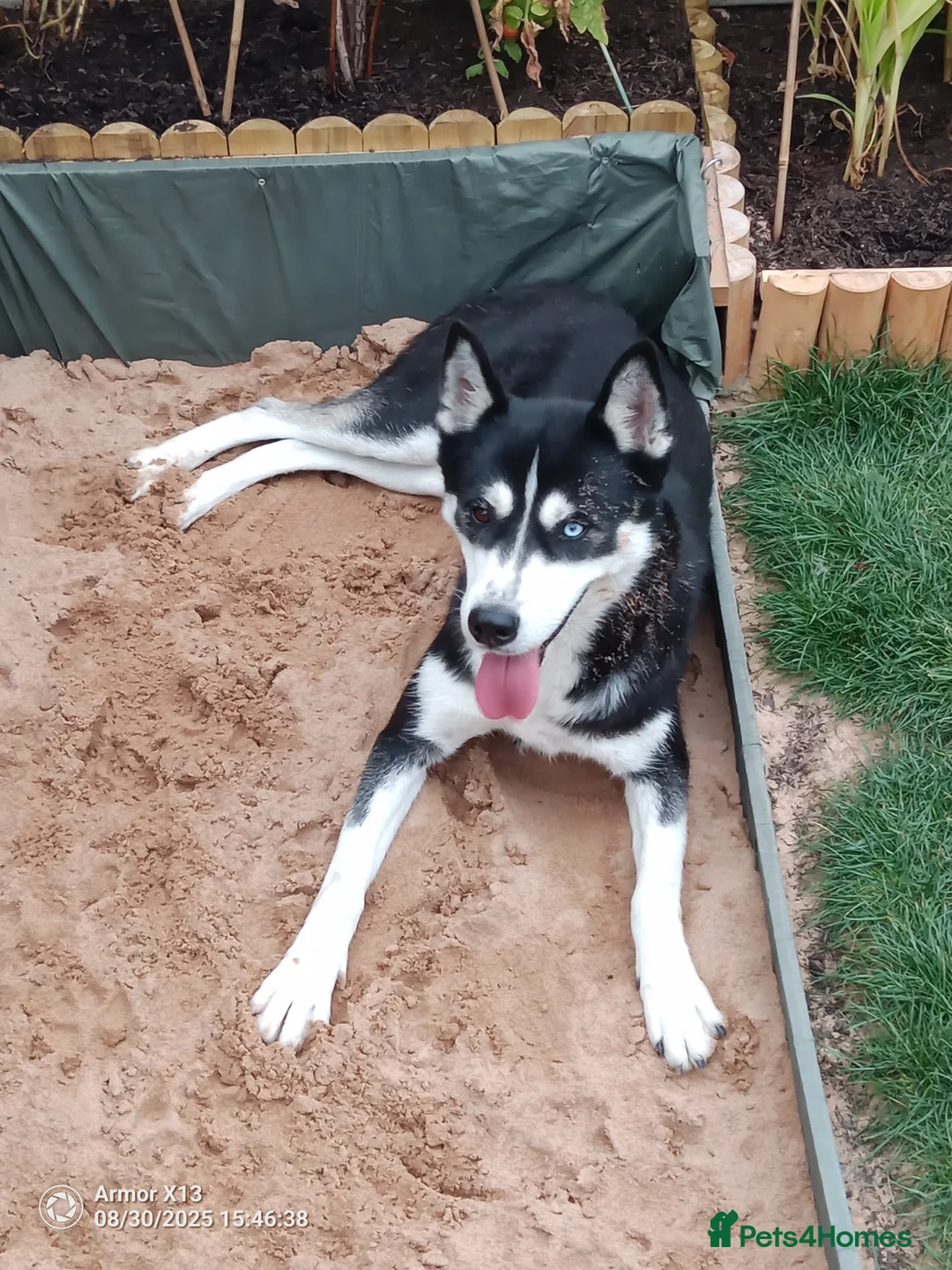 Siberian Husky dogs for sale: Female Siberian husky  - Advert 8