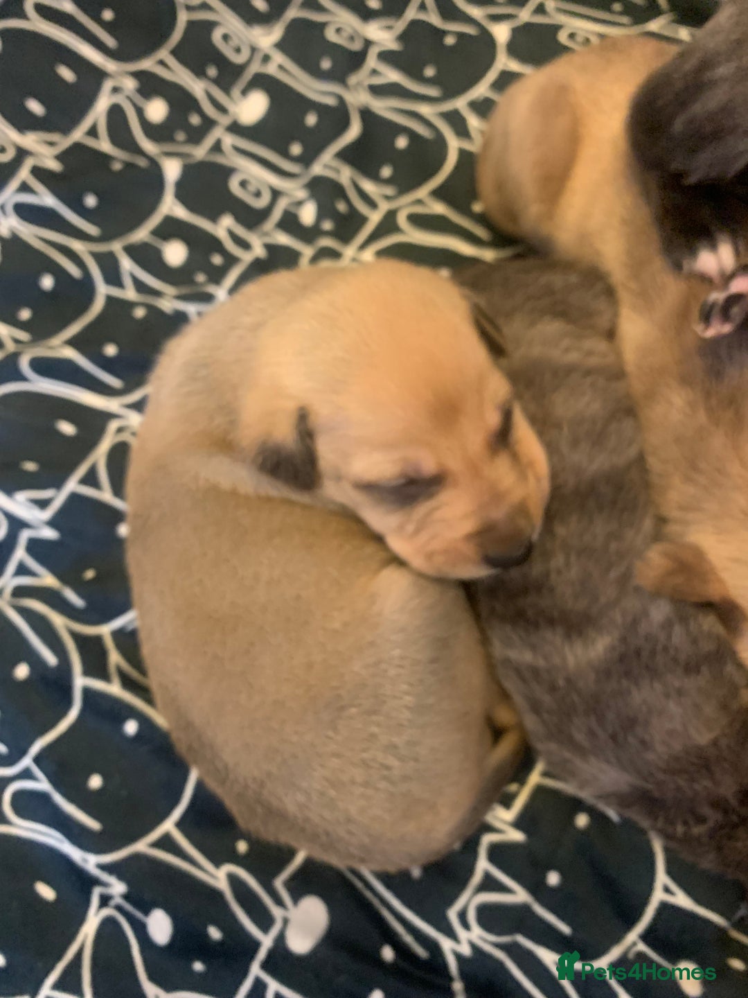 Lurcher dogs for sale: Family friendly pups - Image 5