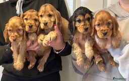Cocker Spaniel dogs for sale: Outstanding KC Show Cocker Spaniels 🩷 - Image 1