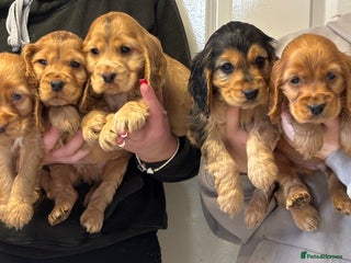 Cocker Spaniel dogs - Advert 12