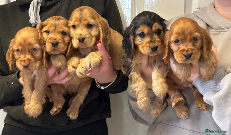 Cocker Spaniel dogs - Advert 16