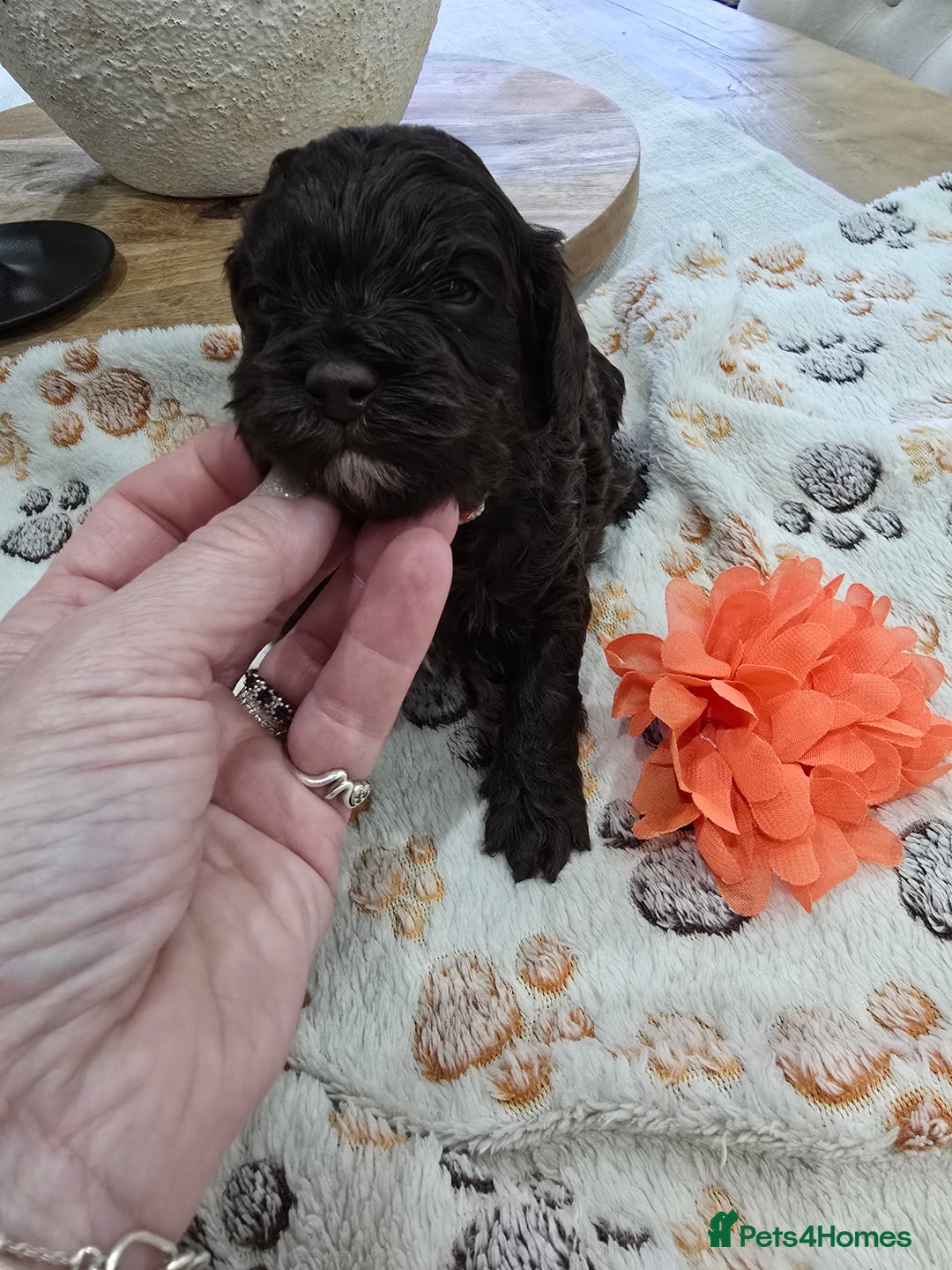 Cavapoo dogs for sale: Beautiful fully health tested cavapoo puppies  - Advert 21