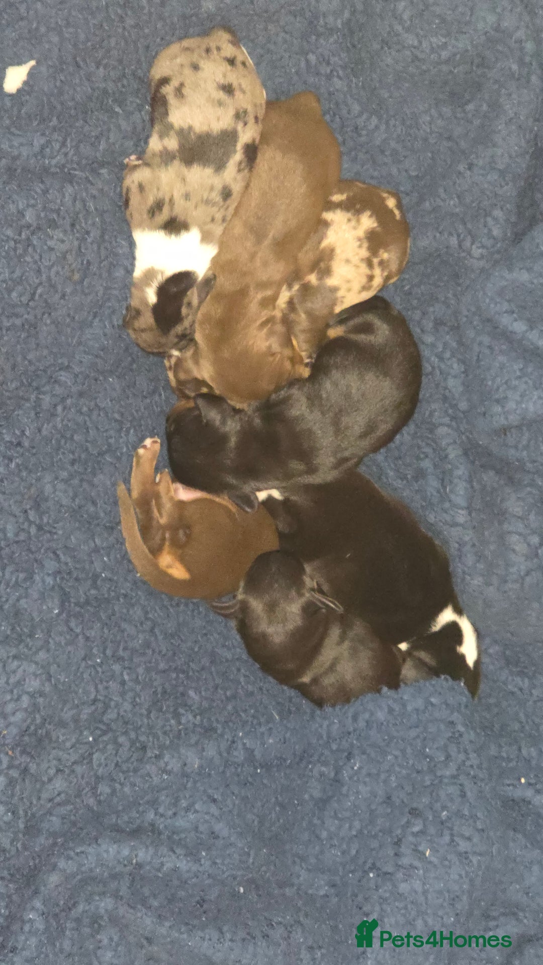 Dachshund dogs for sale: Mini dashhound  - Advert 2