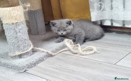 British Shorthair cats for sale: British shorthair kittens  - Image 15