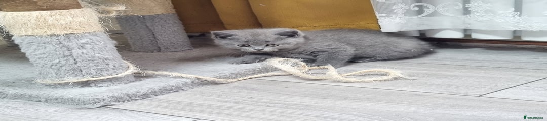British Shorthair Kitten 6