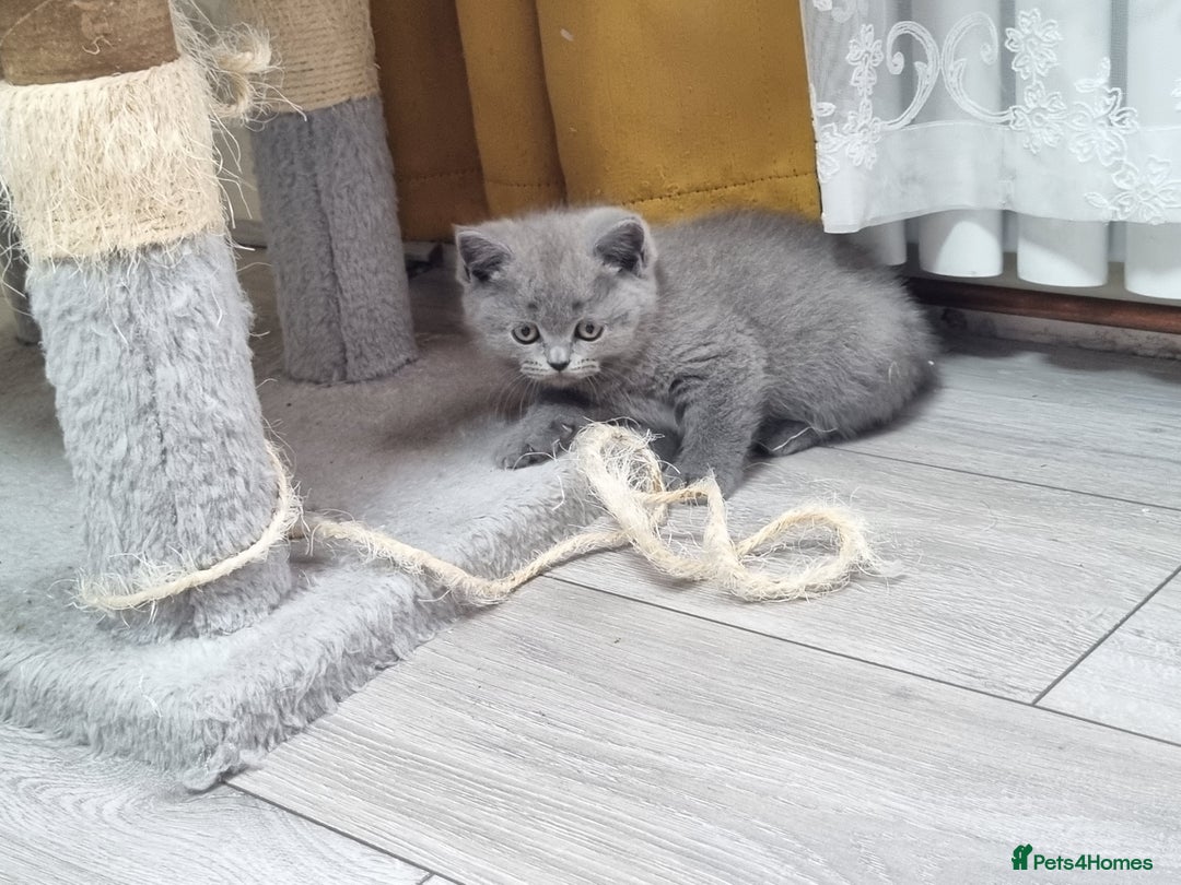 British Shorthair cats for sale: British shorthair kittens  - Image 15
