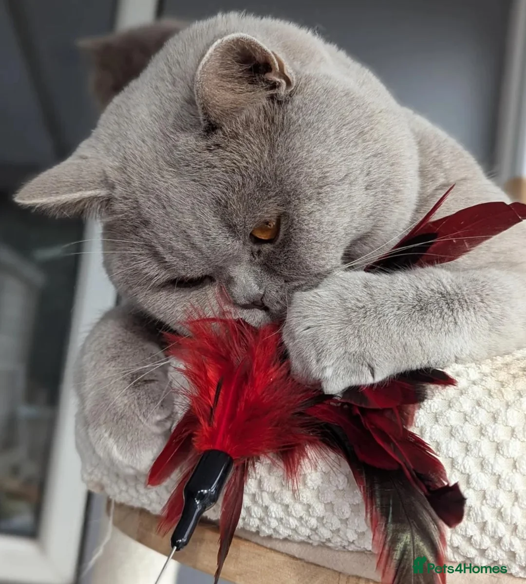 British Shorthair cats for sale: 100% PURE 1 SILVER BOY+1 SILVER GIRL LEFT - Advert 2