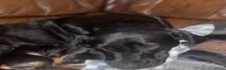 Labrador Retriever dogs for sale: Adorable Labrador puppies for sale in Ludlow - Advert 7