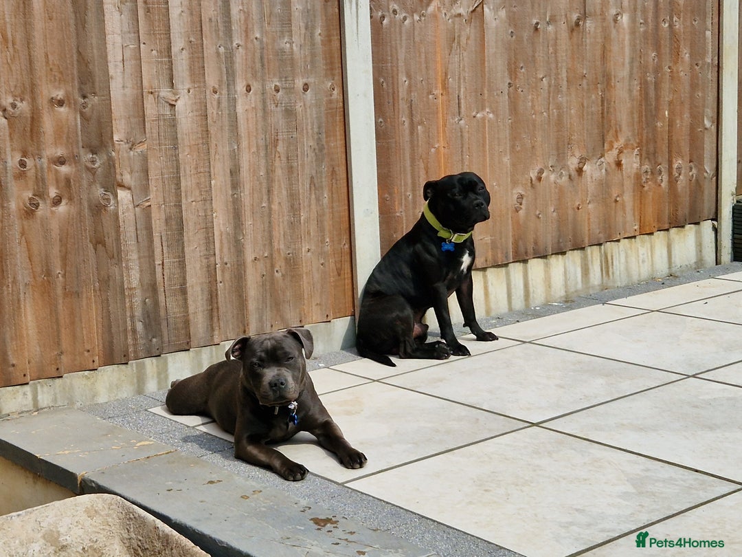 Staffordshire Bull Terrier dogs for stud: Boris + Caesar - Advert 3