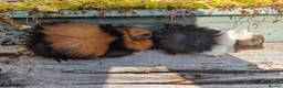 Guinea Pig rodents for sale: Baby male guinea pigs ready now - Advert 8