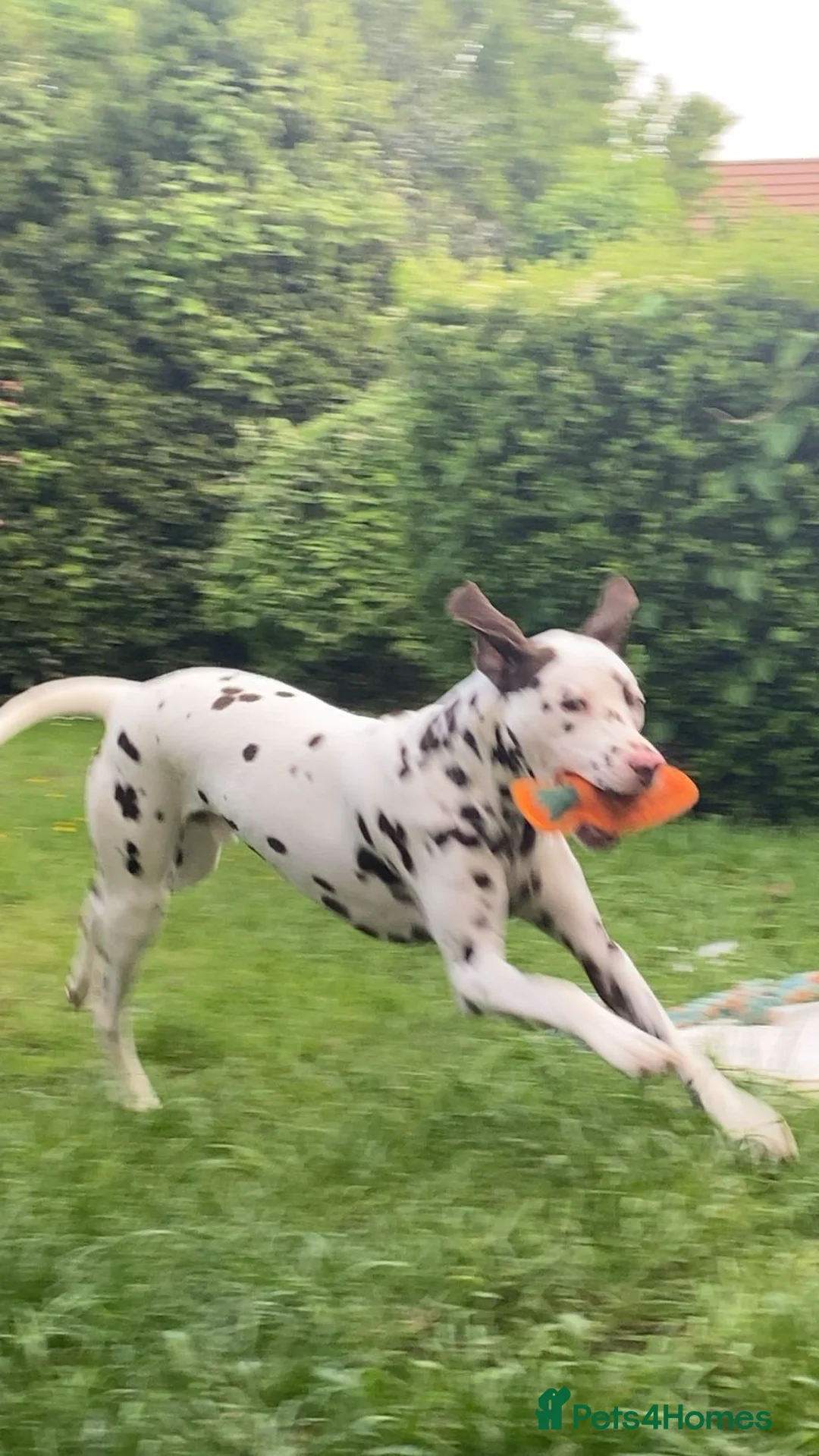 Dalmatian dogs for sale: Dalmatain rehome - Advert 6