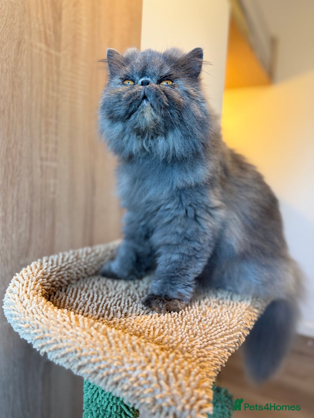 Persian cats for sale:  Persian Queen-Active. American Bloodlines, GCCF. - Advert 8