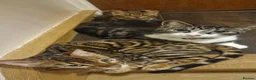 Bengal cats for sale: Pure Breed Bengal Kittens in Bristol - Advert 4