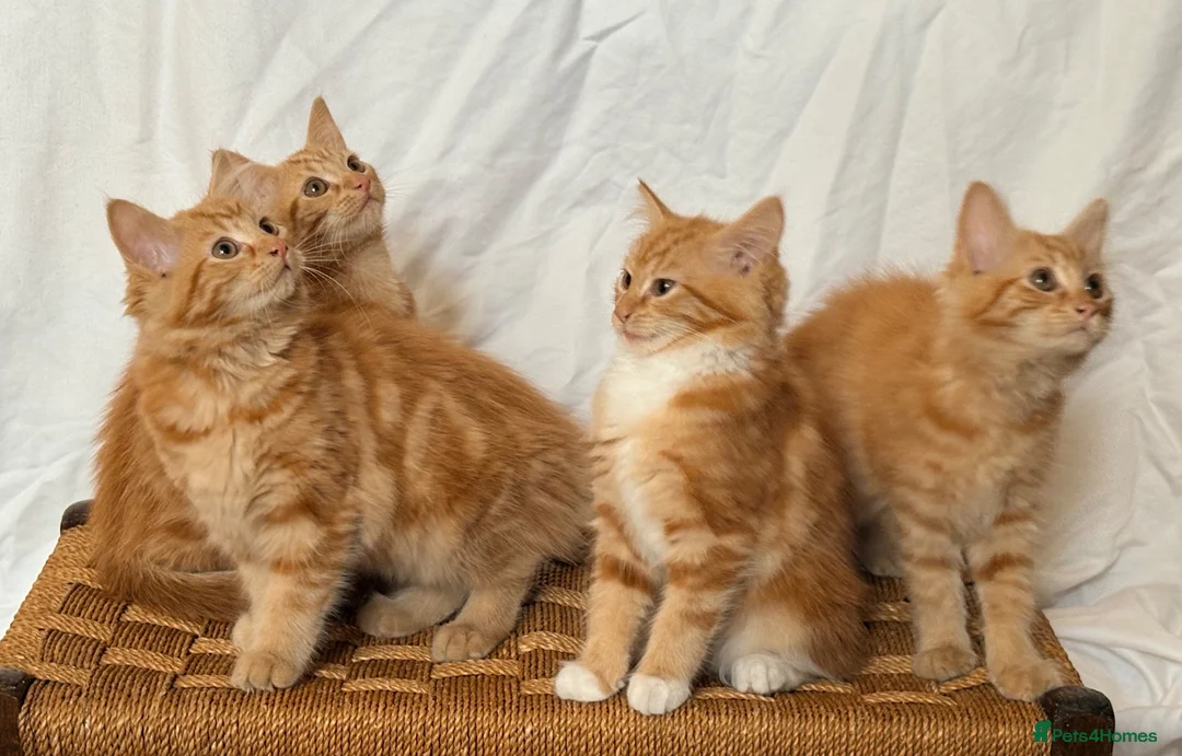 Mixed Breed cats for sale: Ginger kittens in Middlesbrough - Advert 1