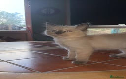 Mixed Breed cats for sale: Beautiful mixed kittens  - Image 10