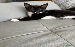 Mixed Breed cats for sale: 3 playful girls  - Image 4