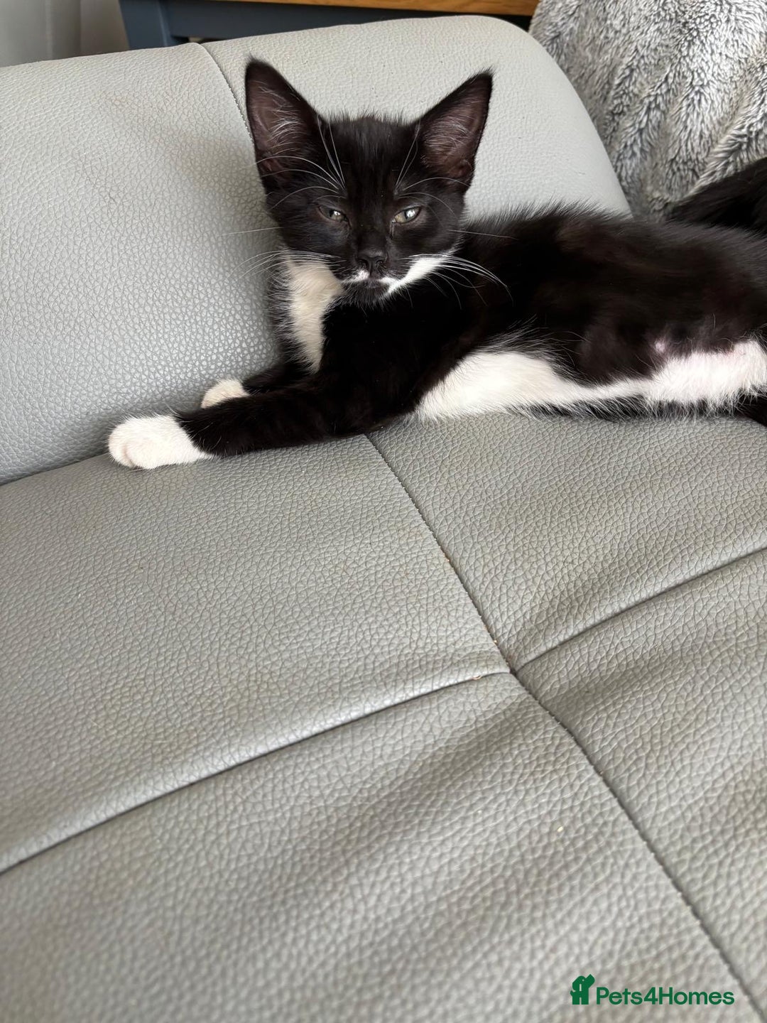 Mixed Breed cats for sale: 3 playful girls  - Image 4