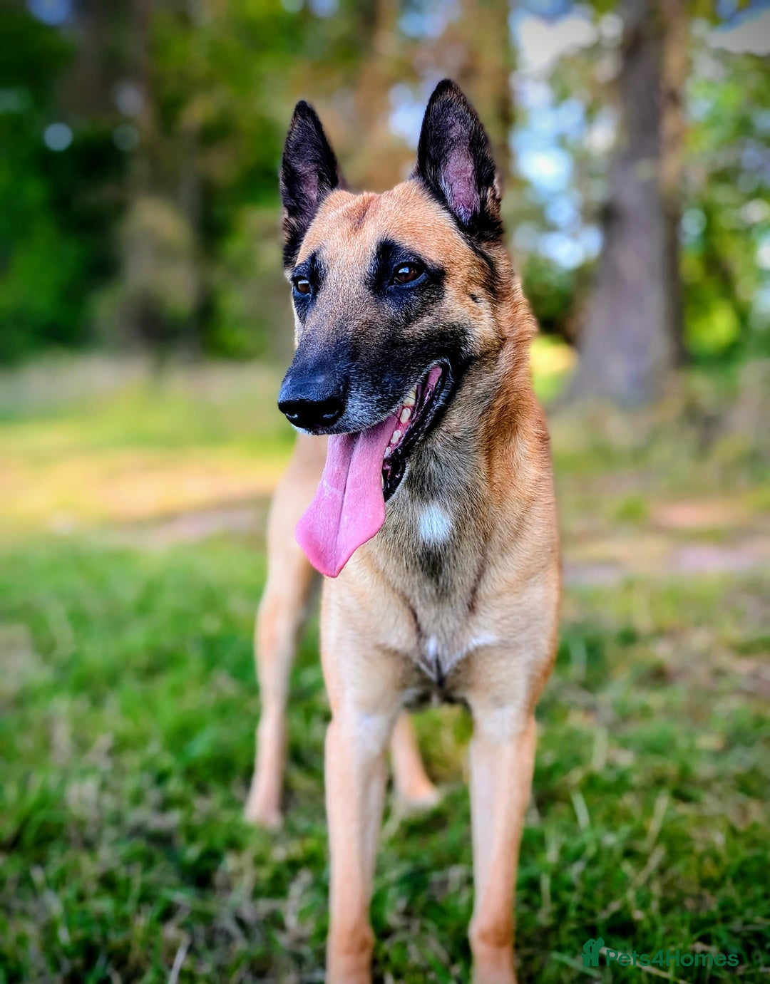 Belgian Shepherd Dog dogs for stud: Proven, KC, BSD malinois stud. HEALTH TESTED in Treorchy - Image 1