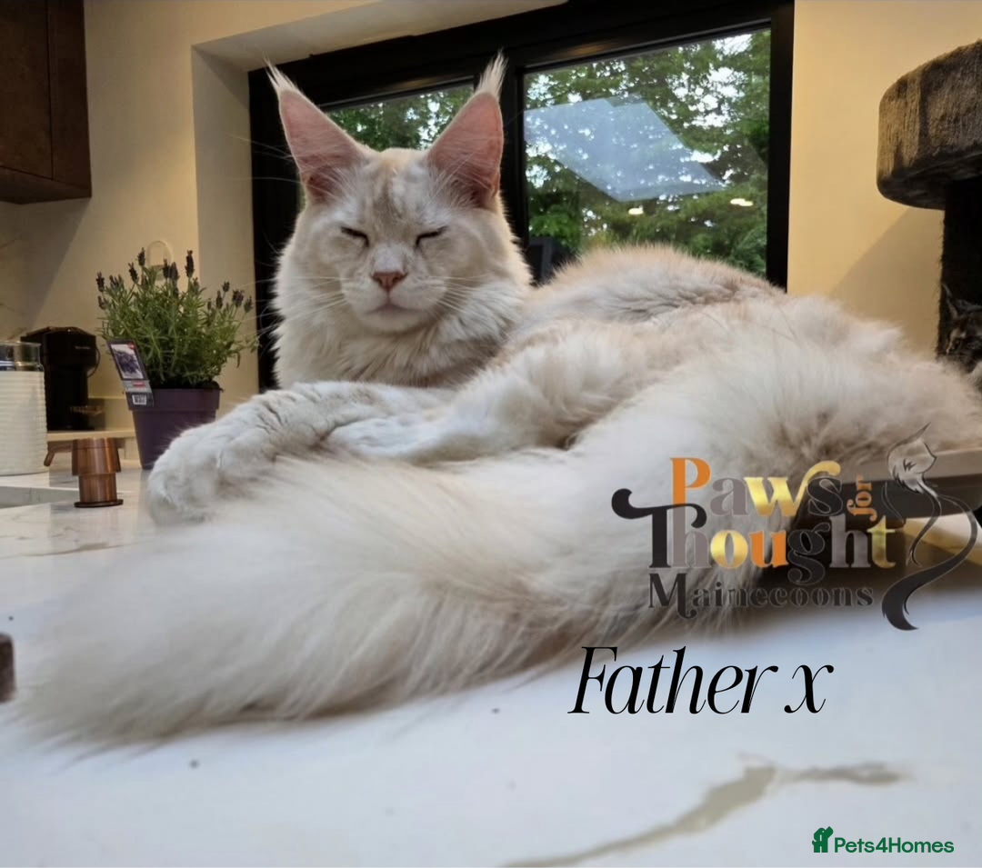 Maine Coon cats for sale: Stunning quality silver Tica Mainecoon kittens  - Advert 7