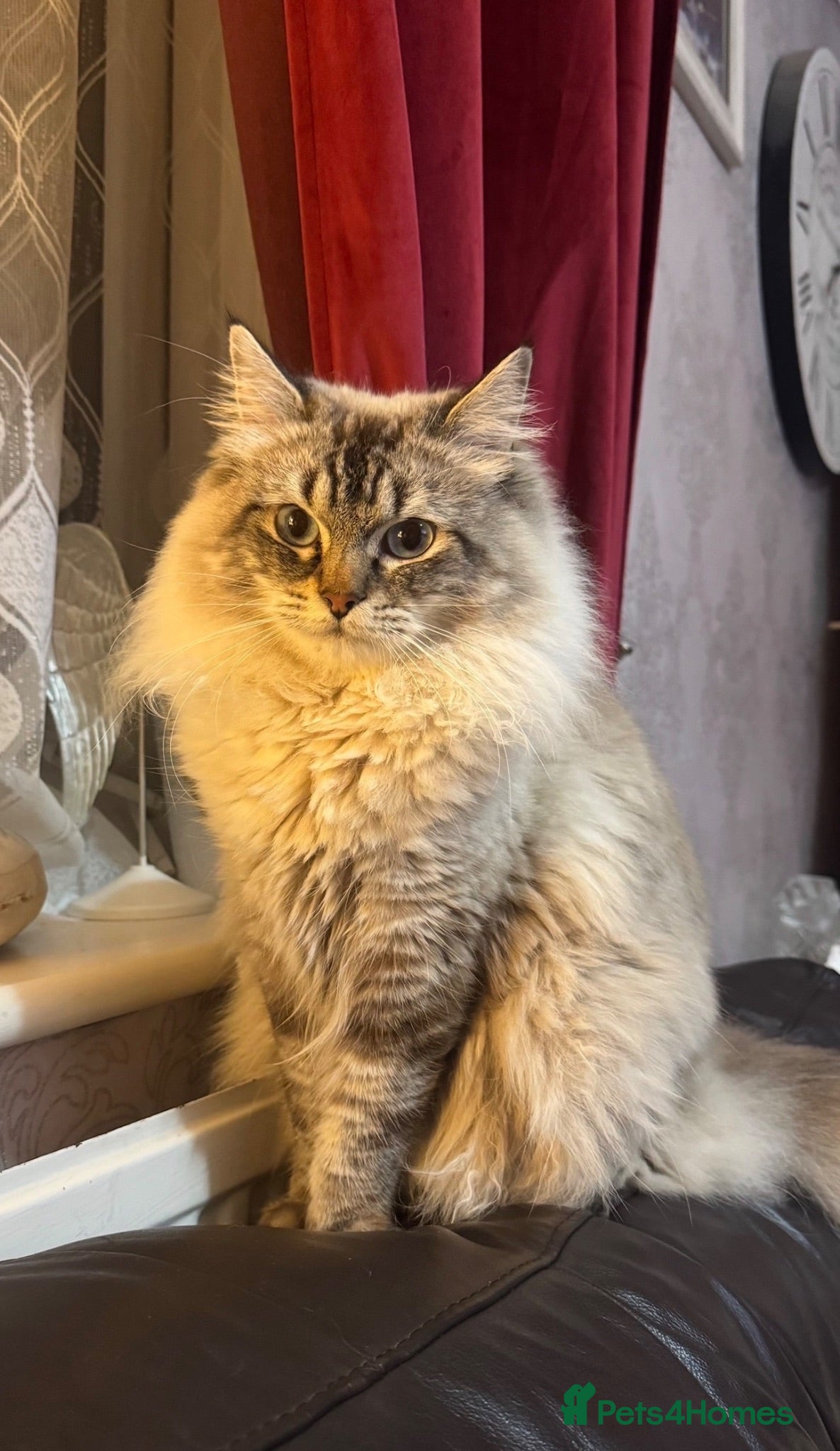 Ragdoll cats Male Ragdoll Cat for Sale - Advert 5