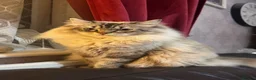 Ragdoll cats for sale: Male Ragdoll Cat for Sale in Tonbridge - Advert 1