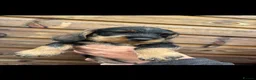 Dachshund dogs for sale: Dachshund KC wire haired puppies  - Advert 19